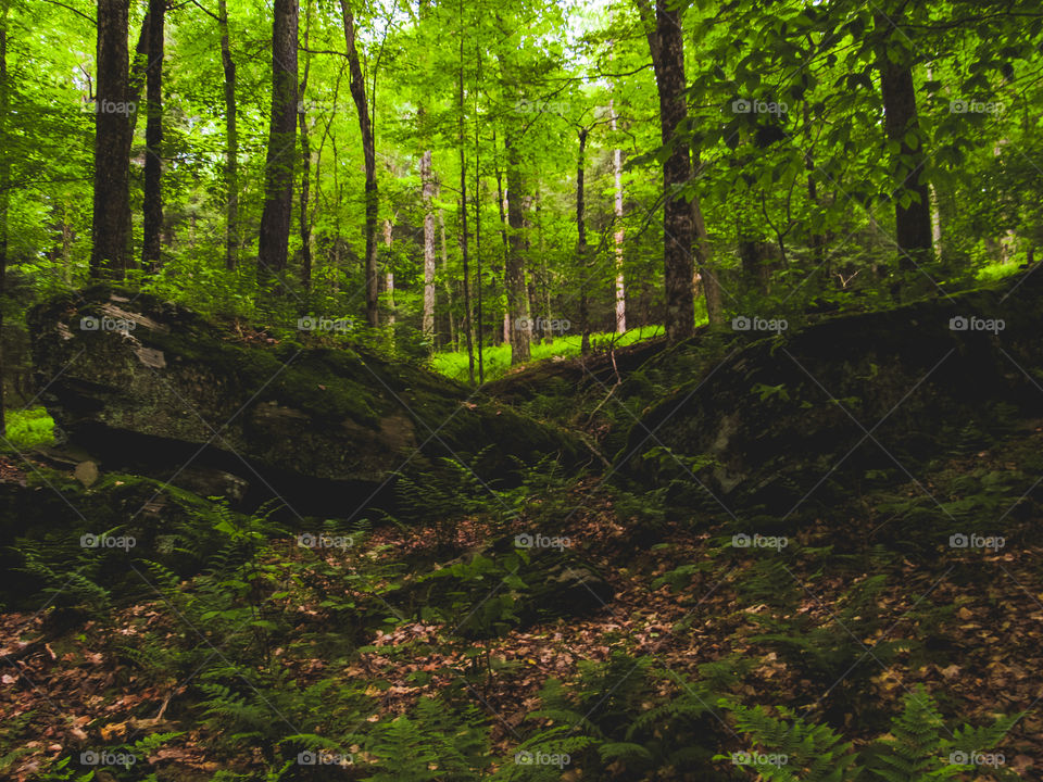 New York, Arksville, Mountain, Mountains, trees, nature, wildlife, panoramic view, summer, Landscape, Leaf, woods, 