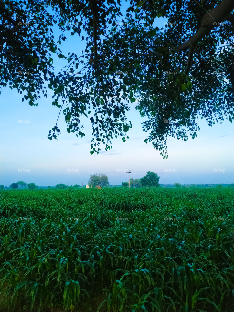 Green millet plants and tree branch over a blue sky. Beauty natural background