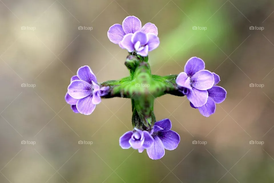 Purple  Flowers