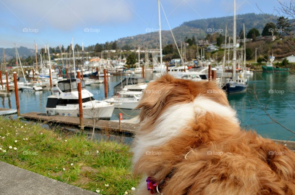 Ginger overlooking Harbor