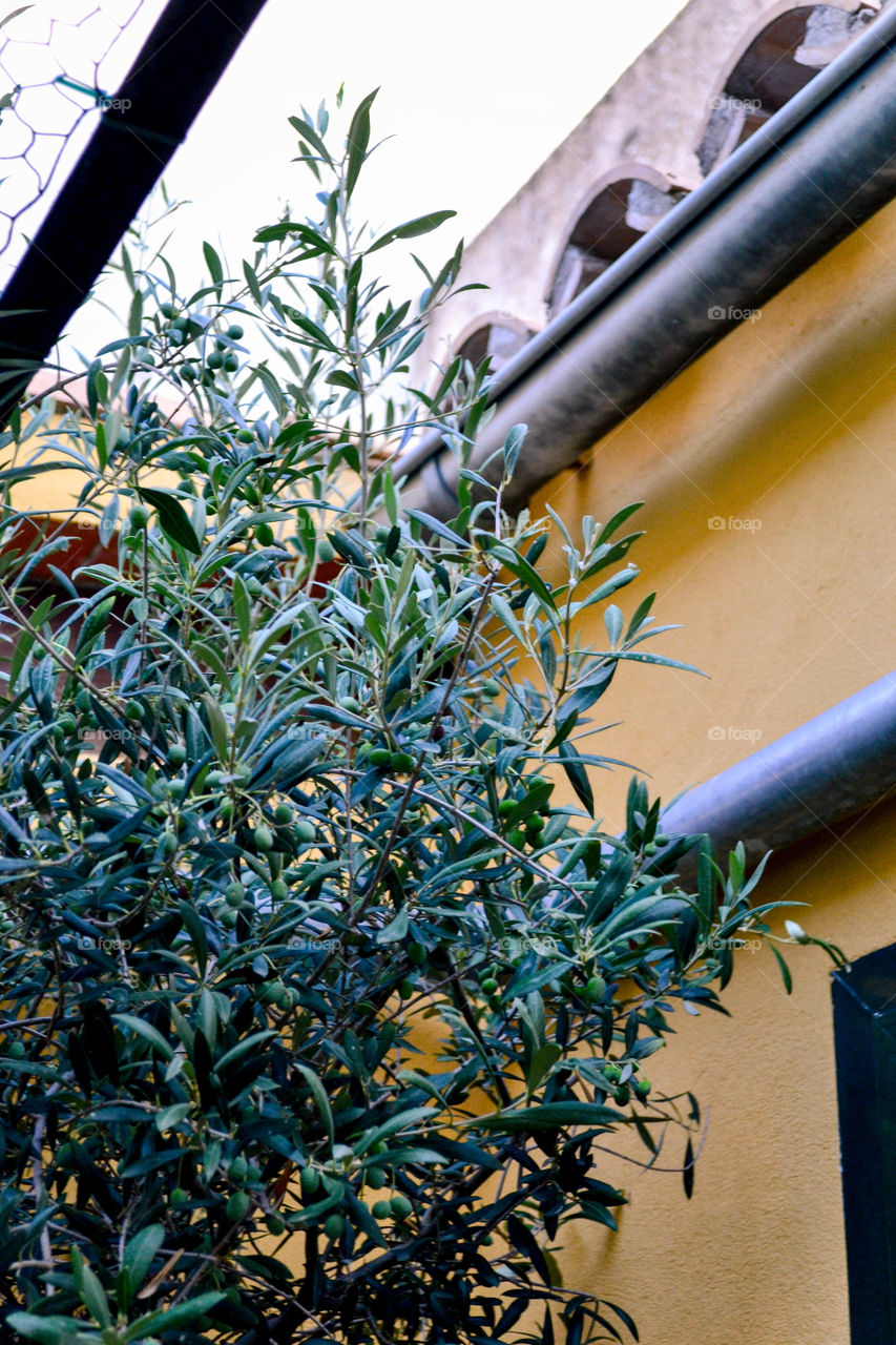 Olive tree agains yellow wall 