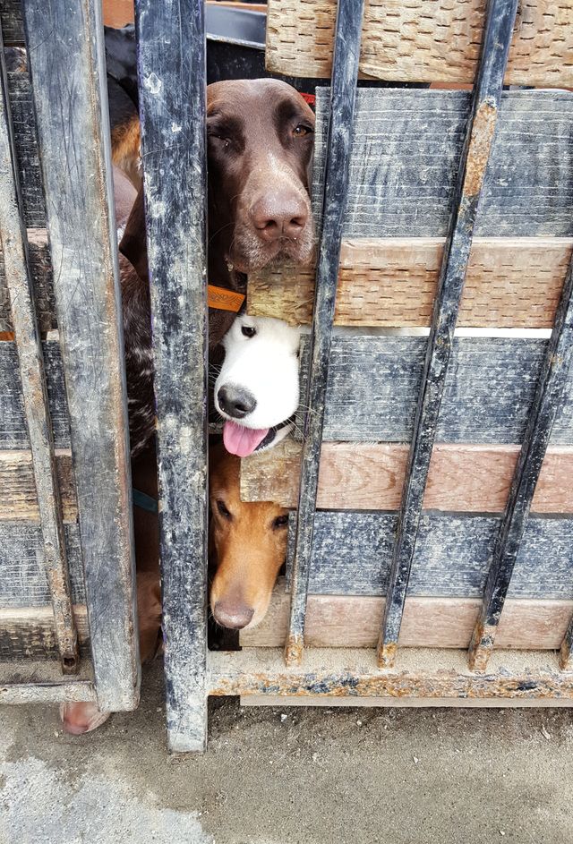 Through the fence