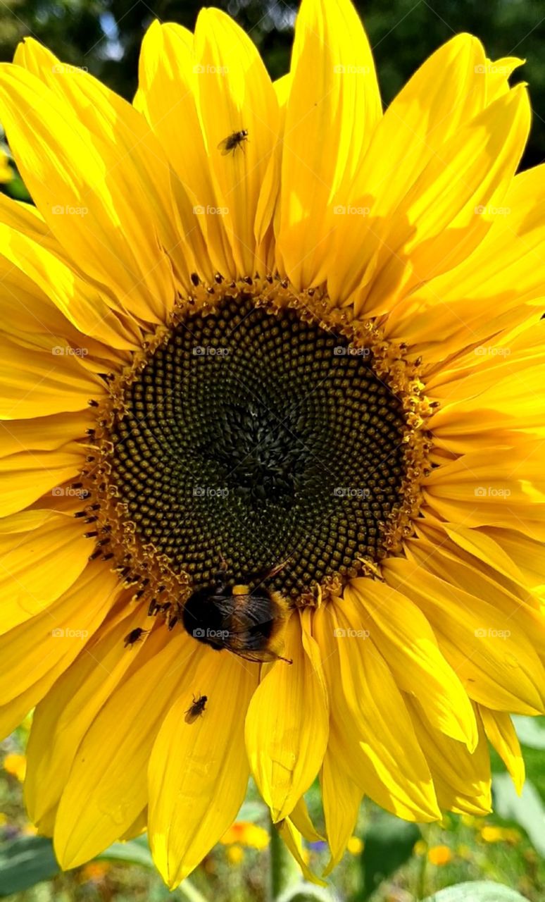 Bright yellow sunflower