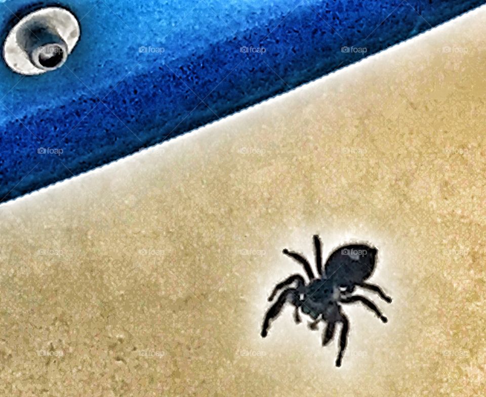 Little black spider 