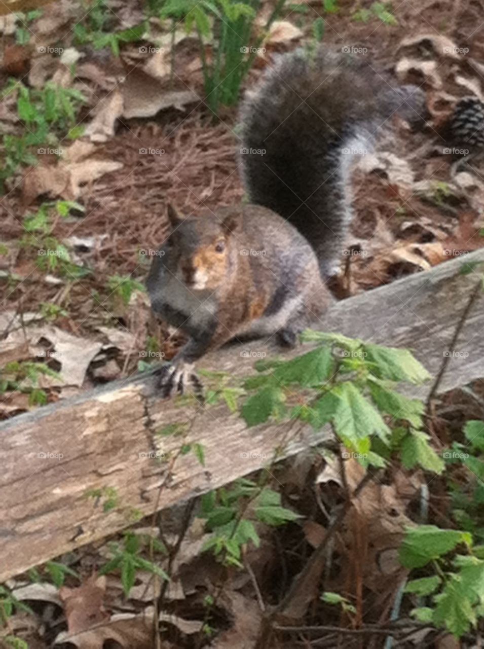 Gray squirrel check'n out my french fries. 