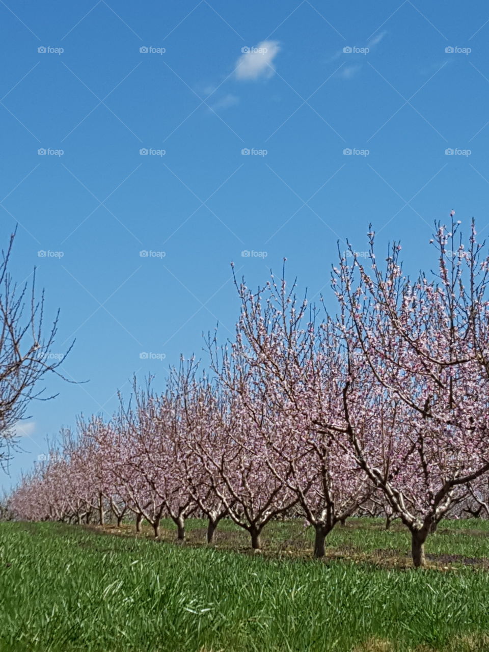 peach orchard