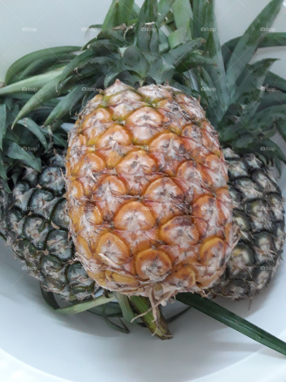 Pineapples are tropical fruit.They contain vitamin c and manganese.They are excellent at healing sore gums and revitalizing our immune system.They are also a source of vitamin B1,B6 as well as folate.All of these help maintain the integrity our body.