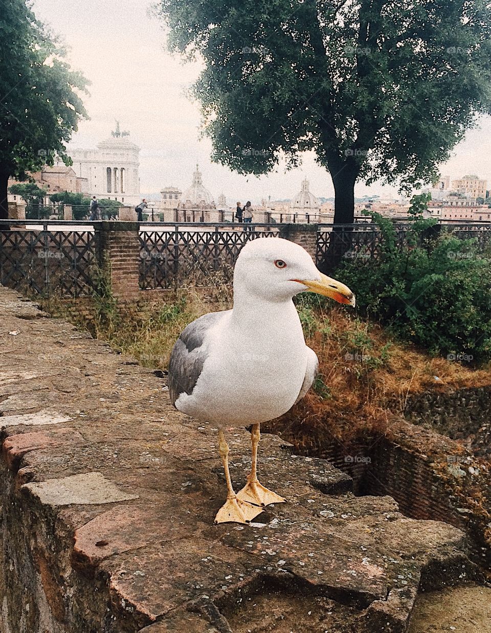 Seagull in the beautiful Ancient Roman Forum Ruins