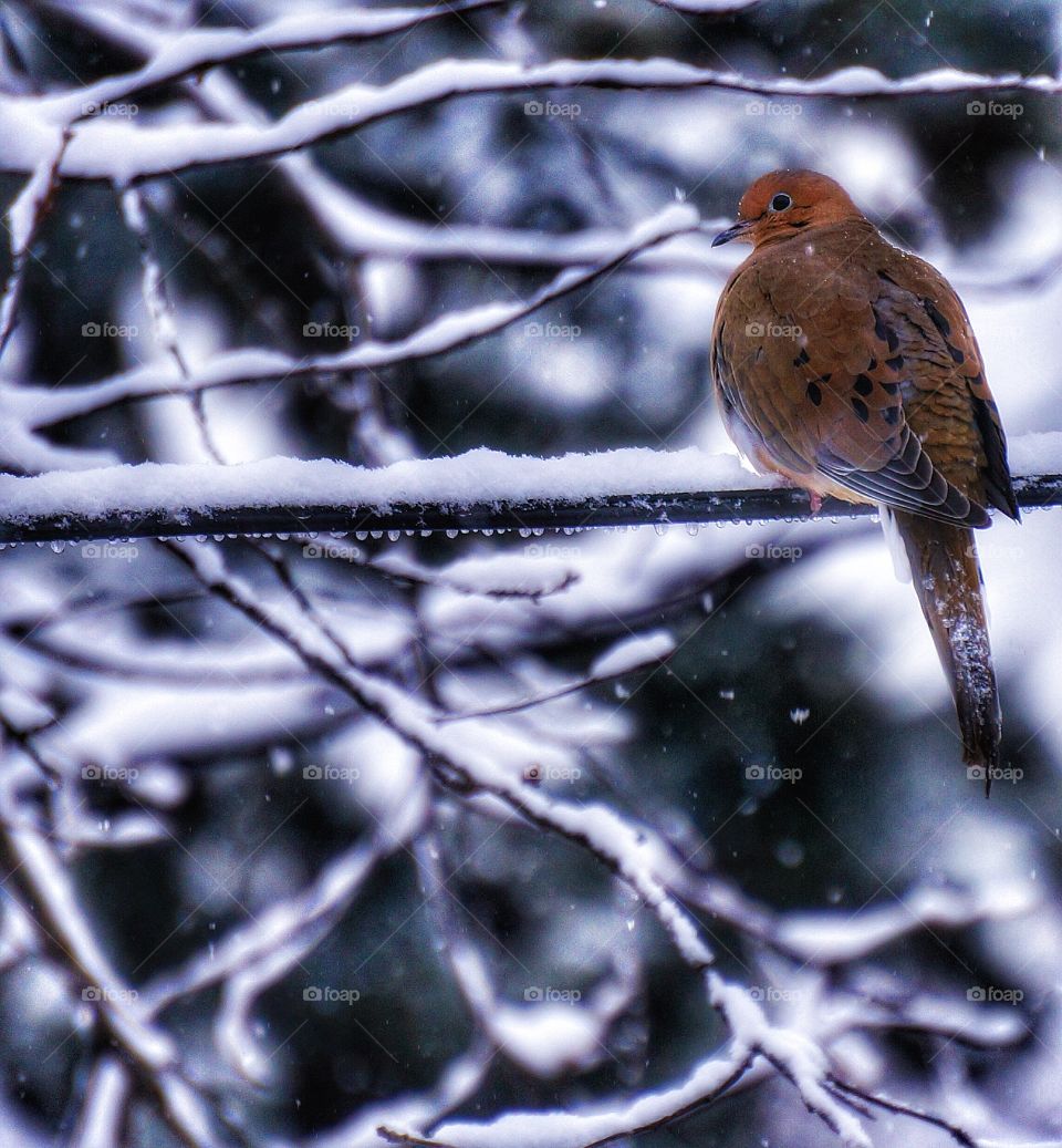 Mourning Dove