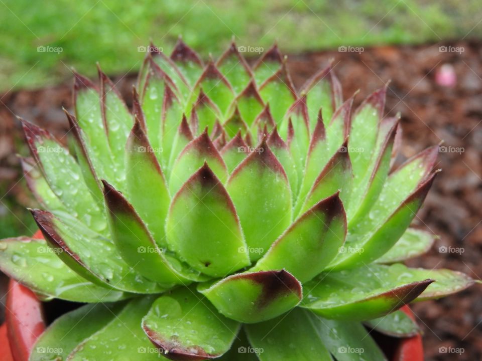 Green succulent in the rain