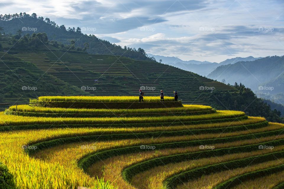 Dawn at raspberry hill in Mu Cang Chai district,  Yen Bai province,  Vietnam