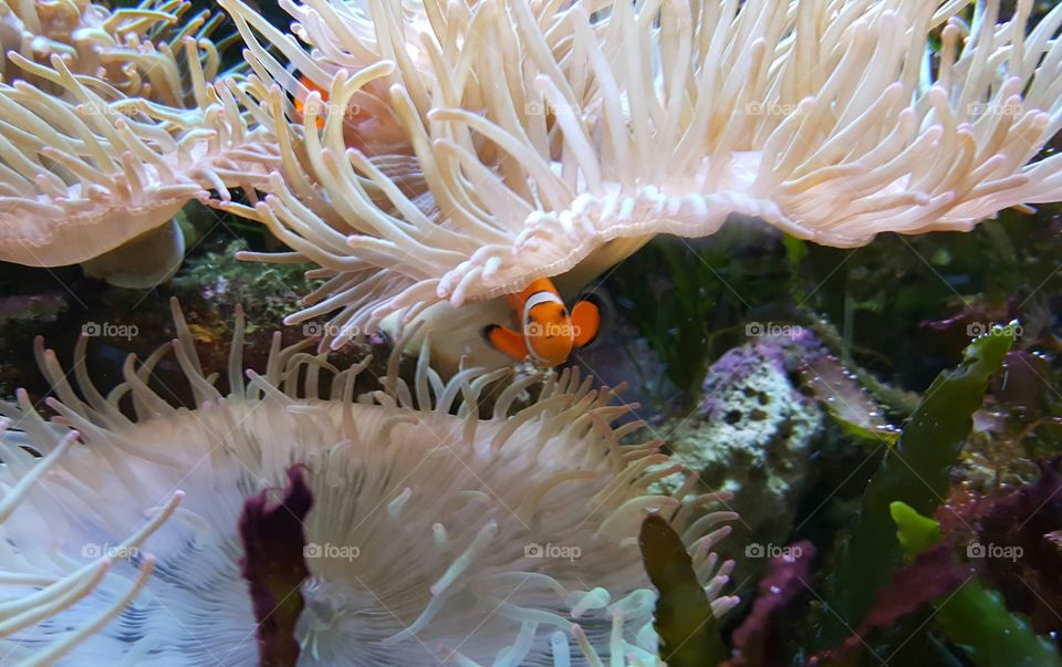 Clown Fish in reef