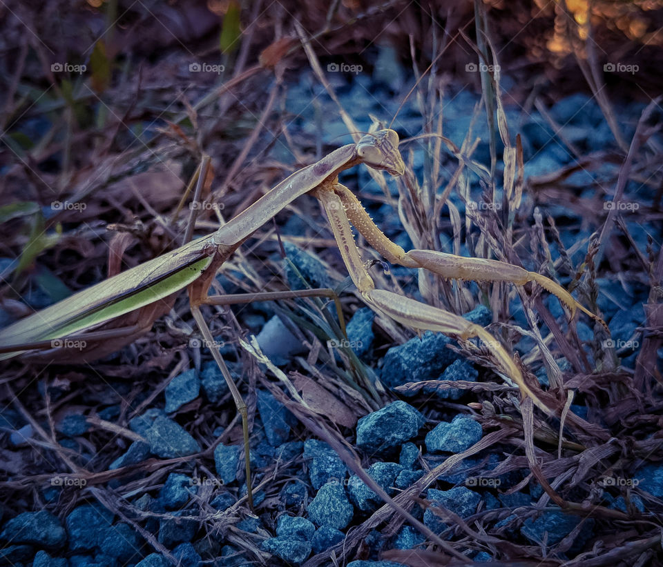 praying mantis on the rocks