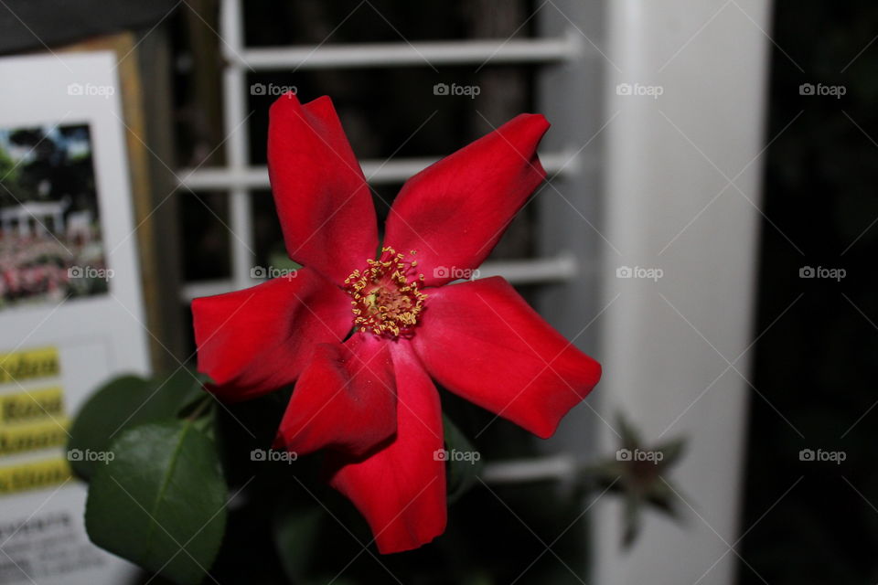 red flower