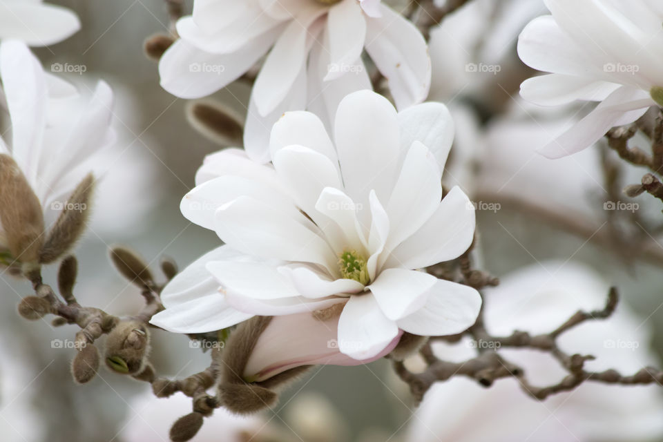 Close up in white magnolia blooming flowers - närbild på vit blommande magnolia 