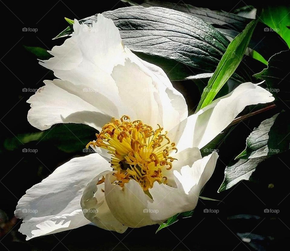 White flower Close-up