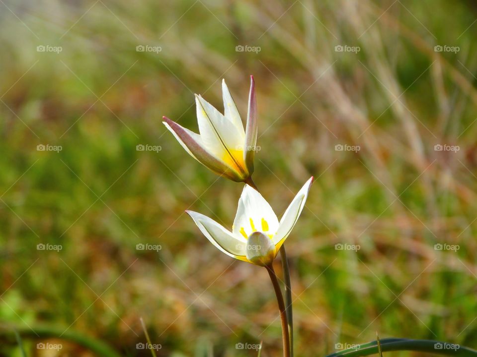 Tulips steppe