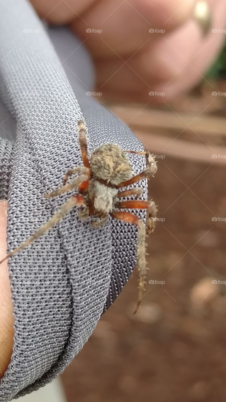 Insect, Nature, Closeup, No Person, Outdoors