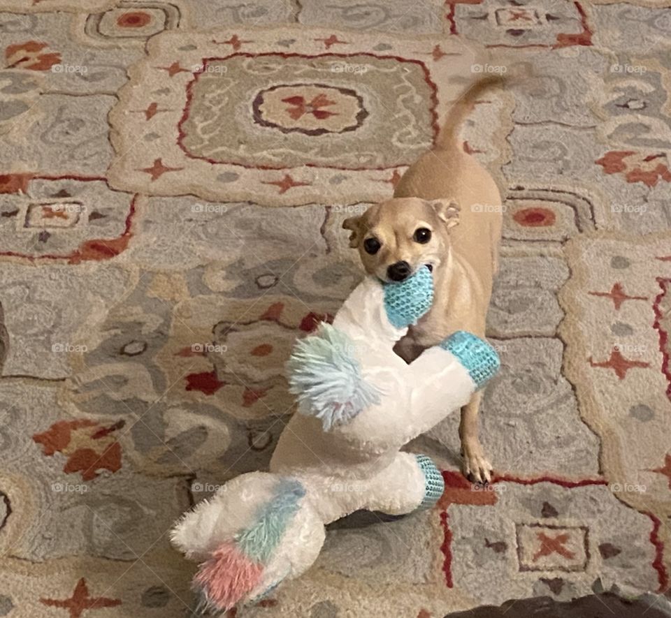 Dog and unicorn 