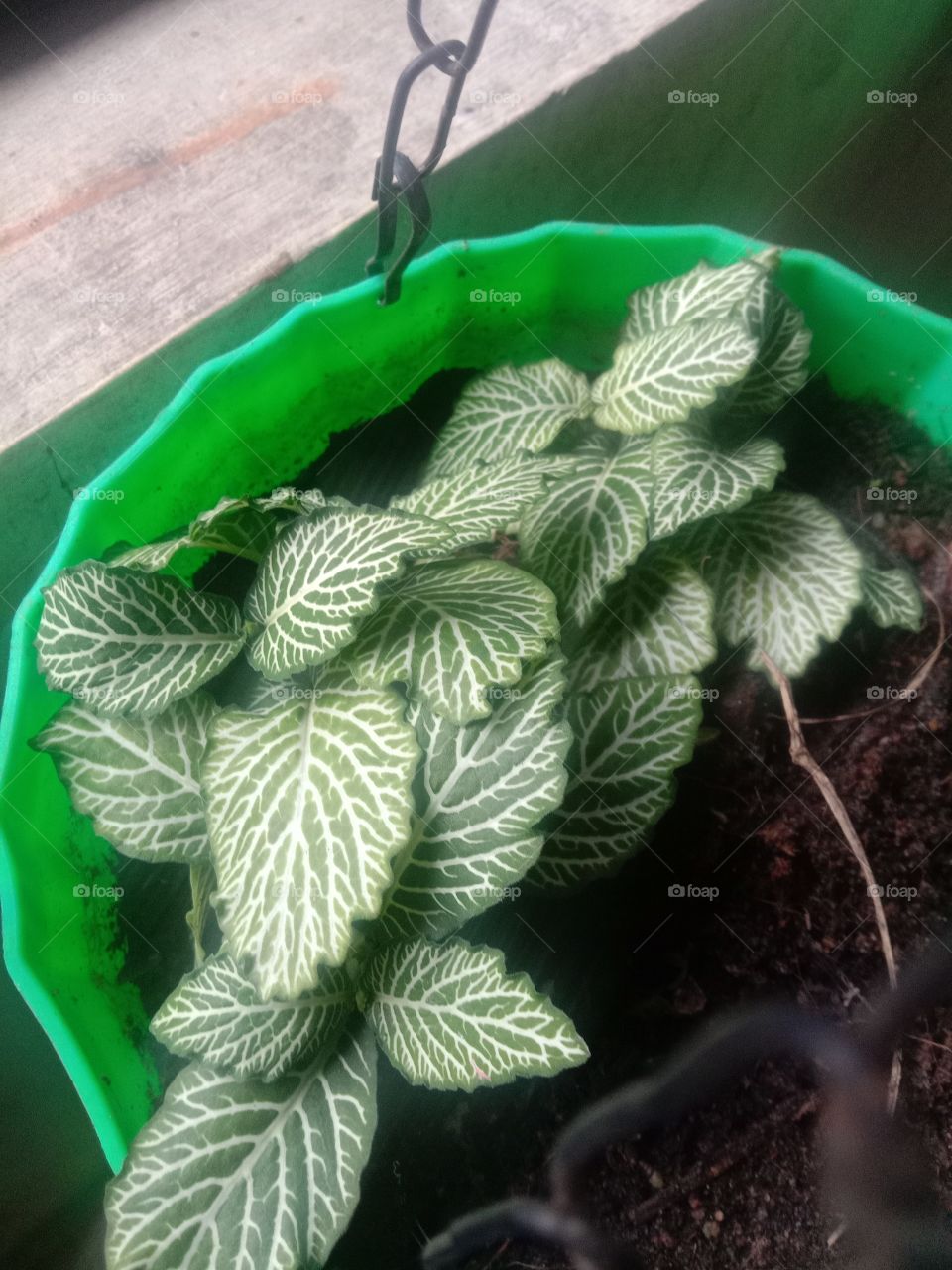 The green hanging. keeping it real...💚❤️