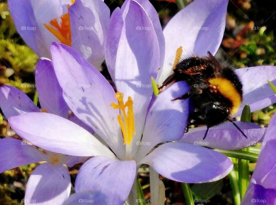 Crocus with bee