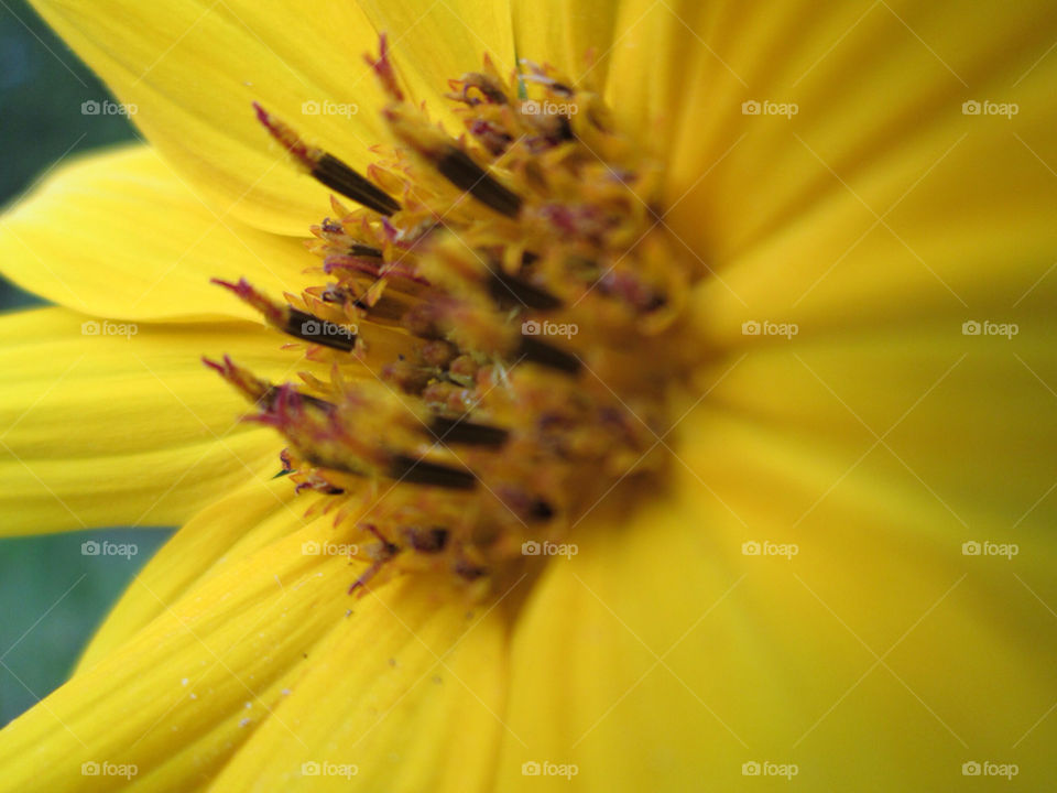 yellow nature flower sunflower by ashley77