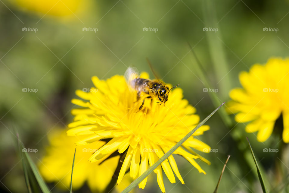 A portrait of a bee with a lot of yellow pollen on it flying of from a dandelion flower. the insect id moving fast, hence the motion blur. the wings are flapping at a high speed.