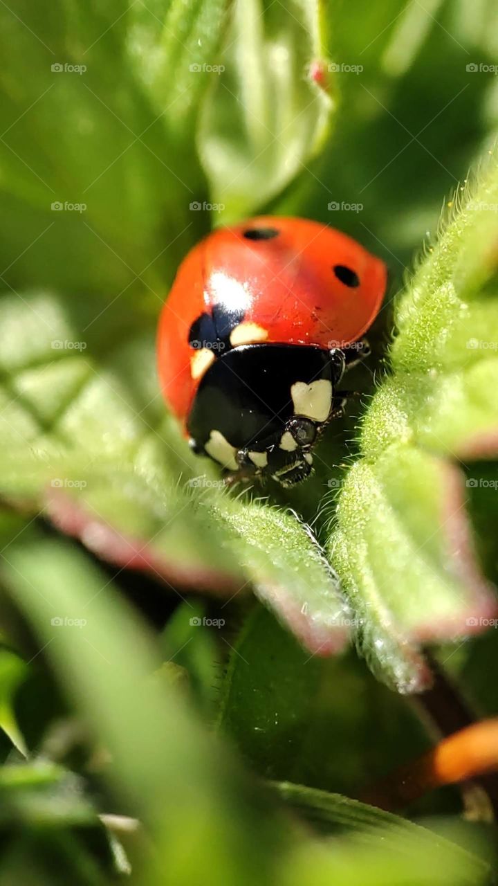 Ladybird