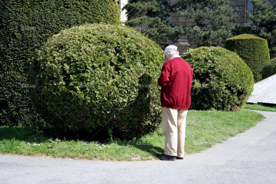 Hedge, Garden, Topiary, Ivy, Tree