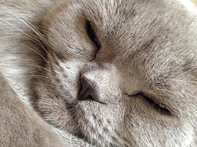 Scottish Fold