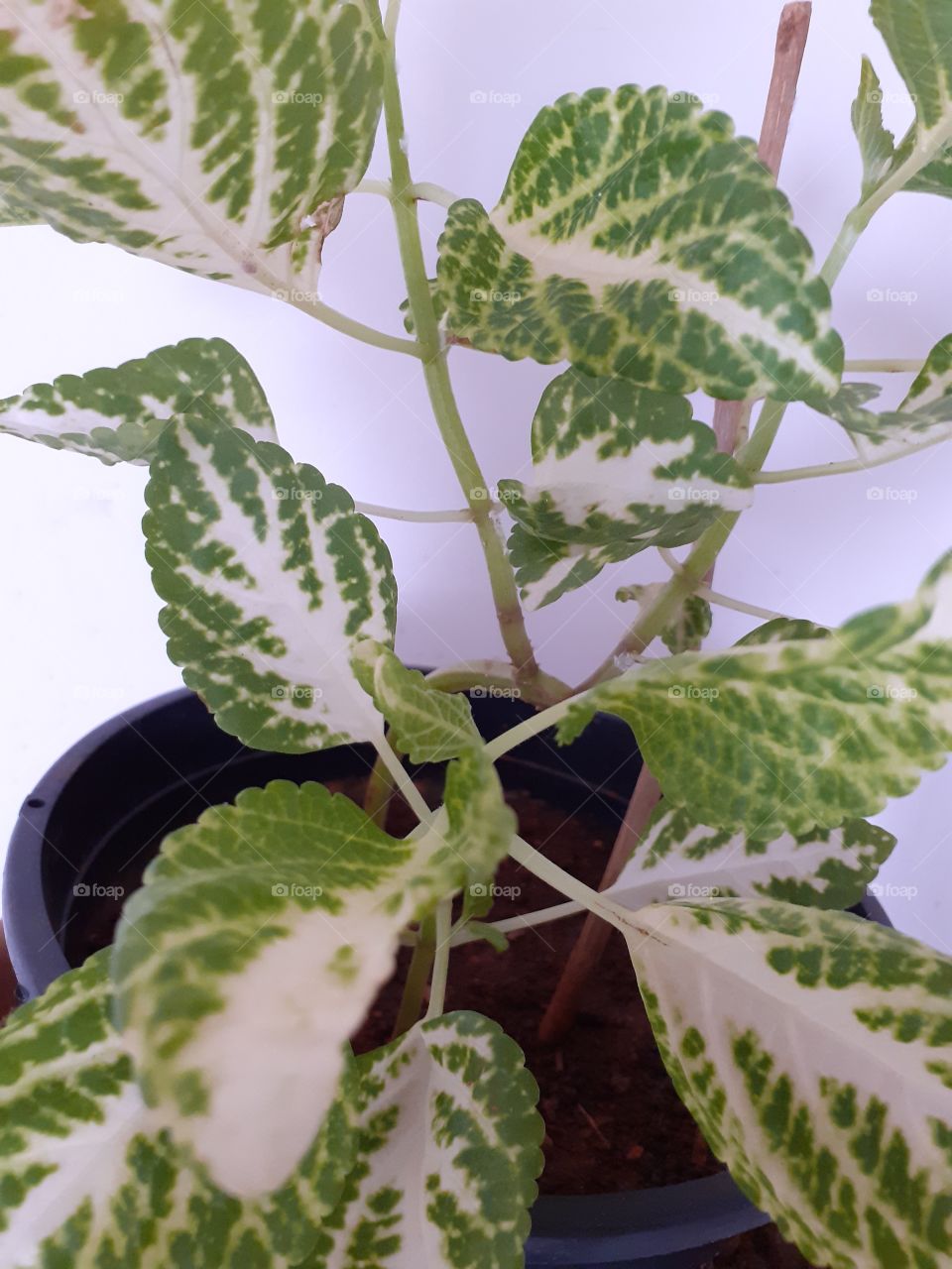 planta que eu não sei o nome