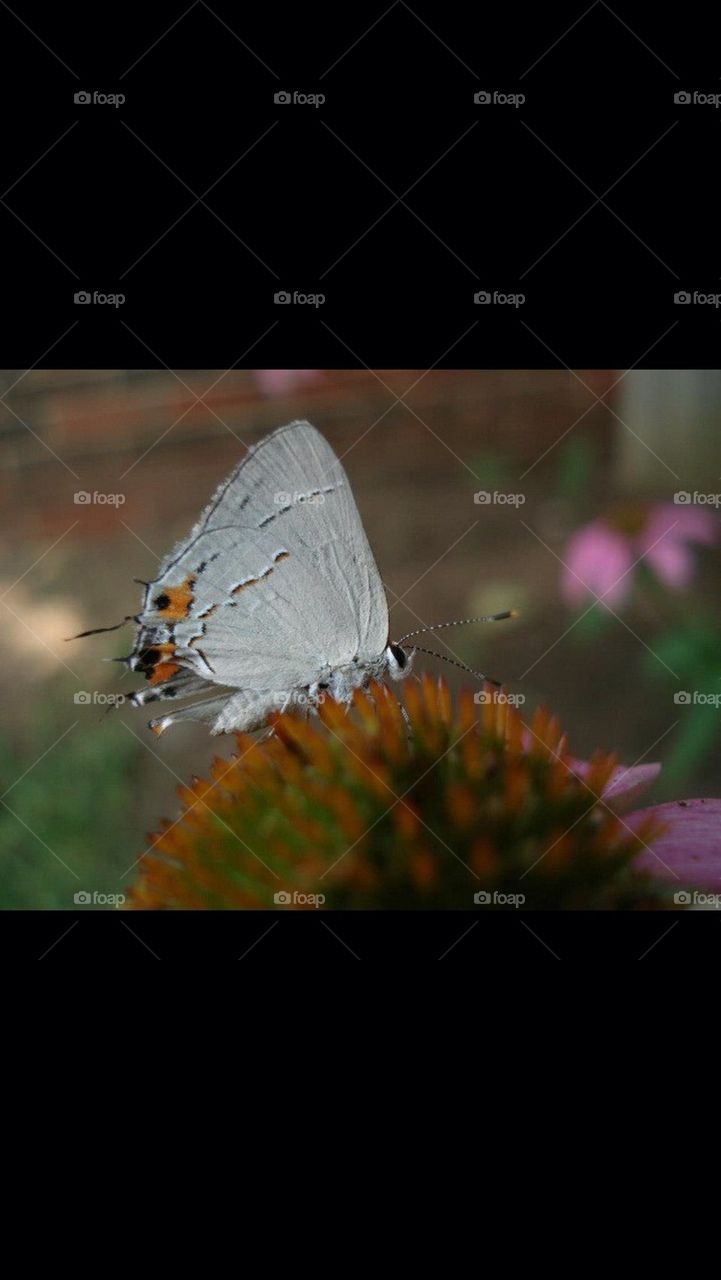 Gray Hairstreak Butterfly