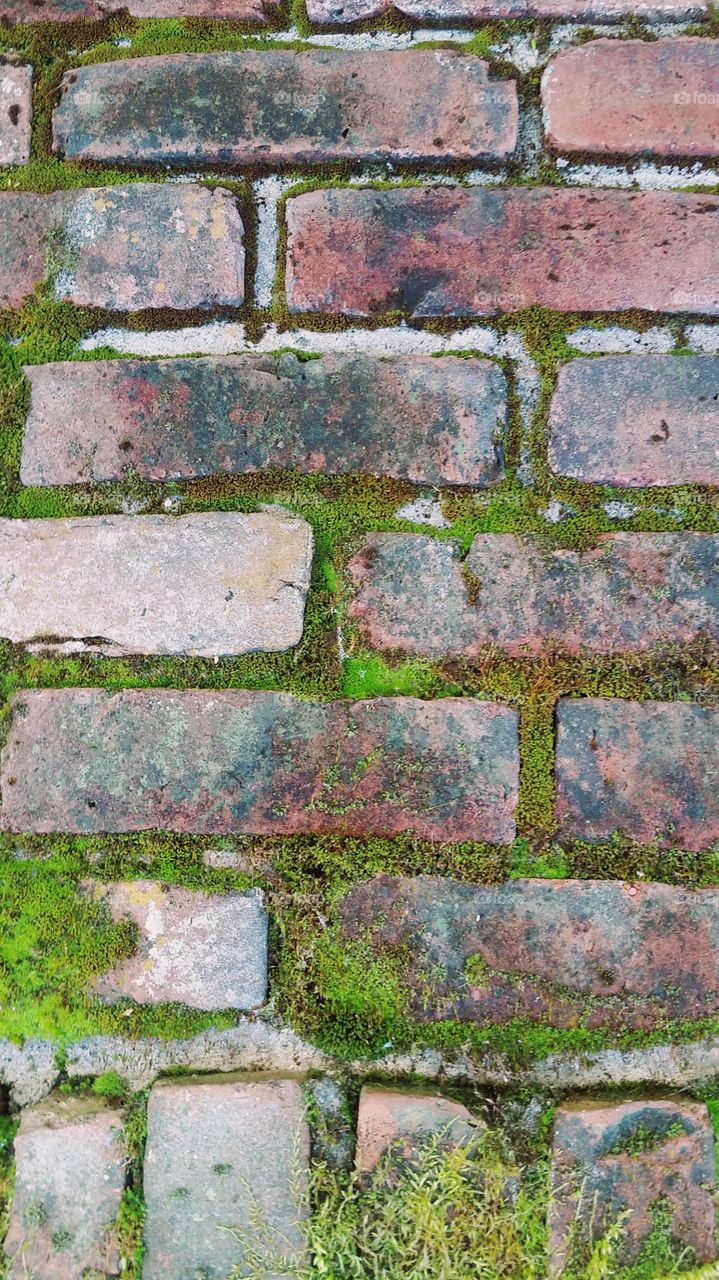 Moss on a brick wall.