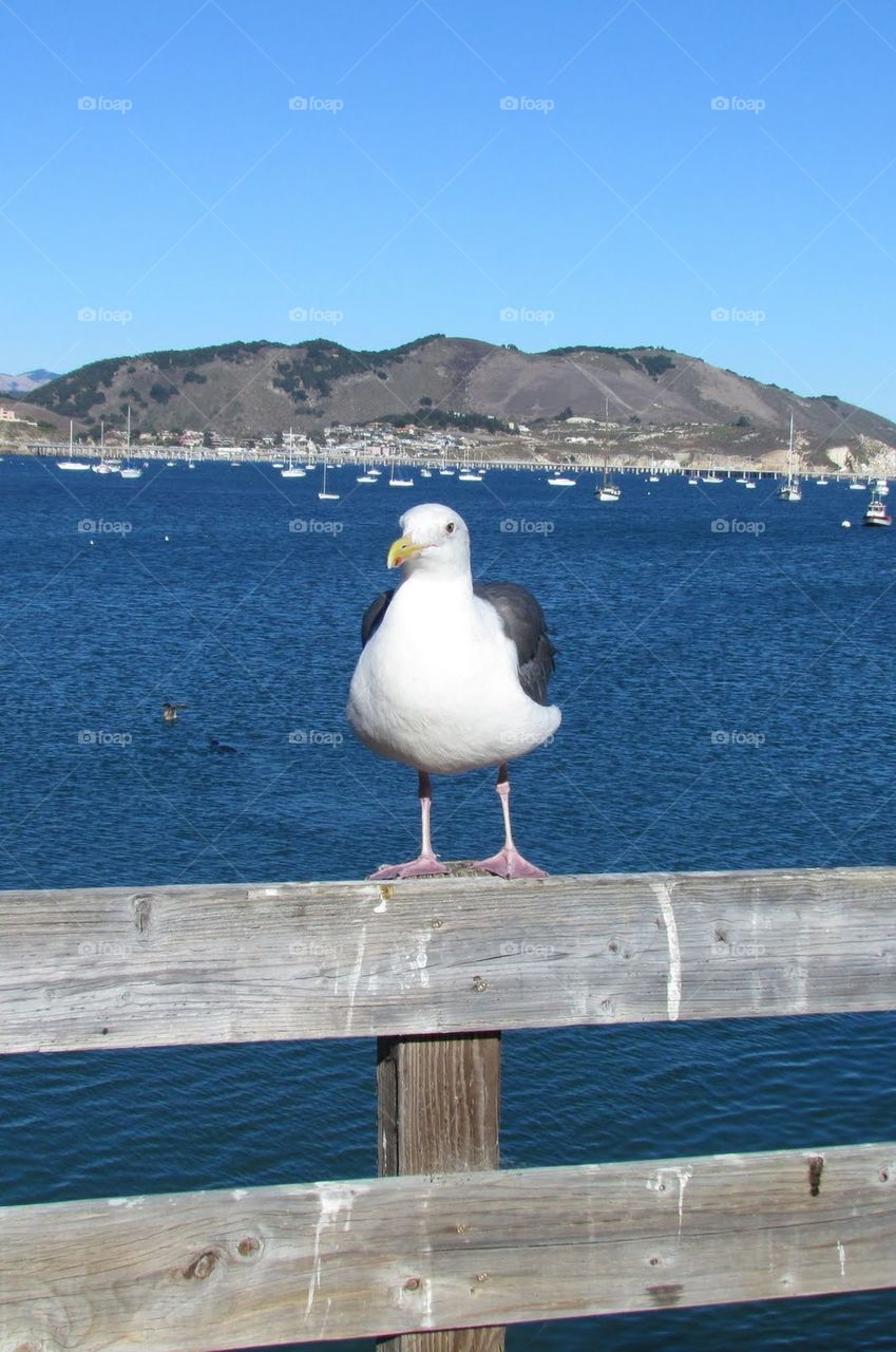 Seagull at Avila Beach
