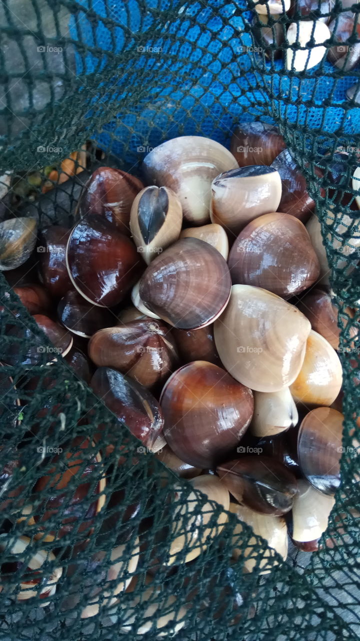 natural shells