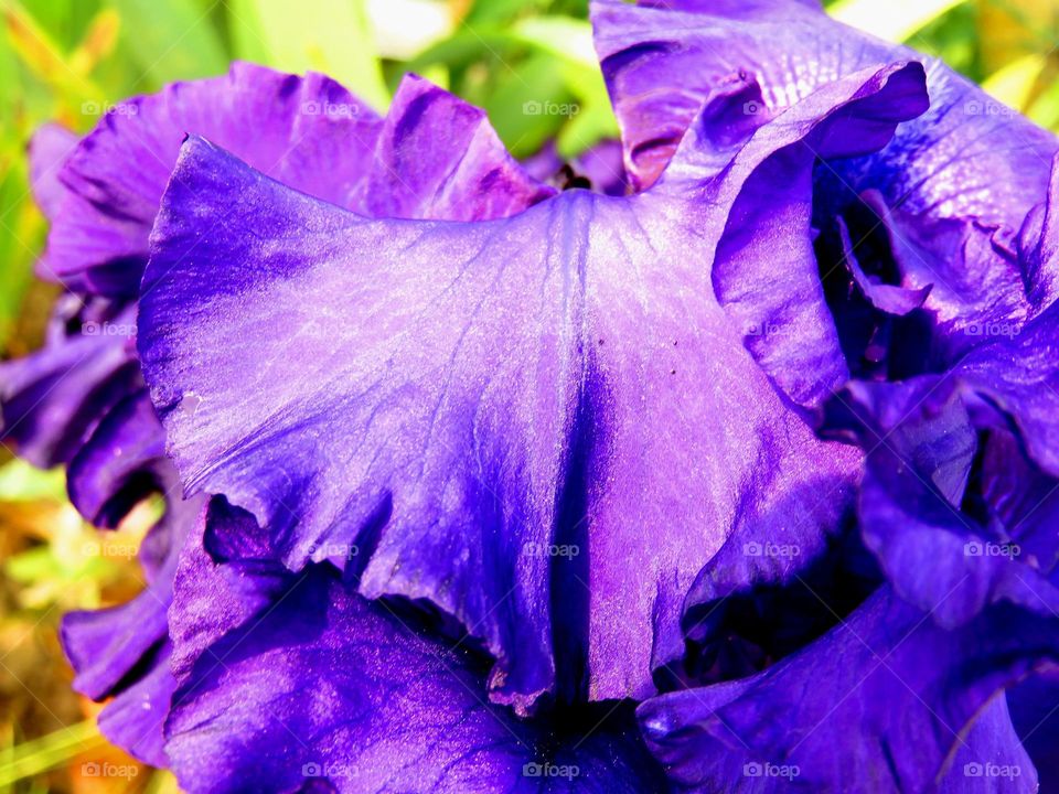 Close-up of silky iris petal