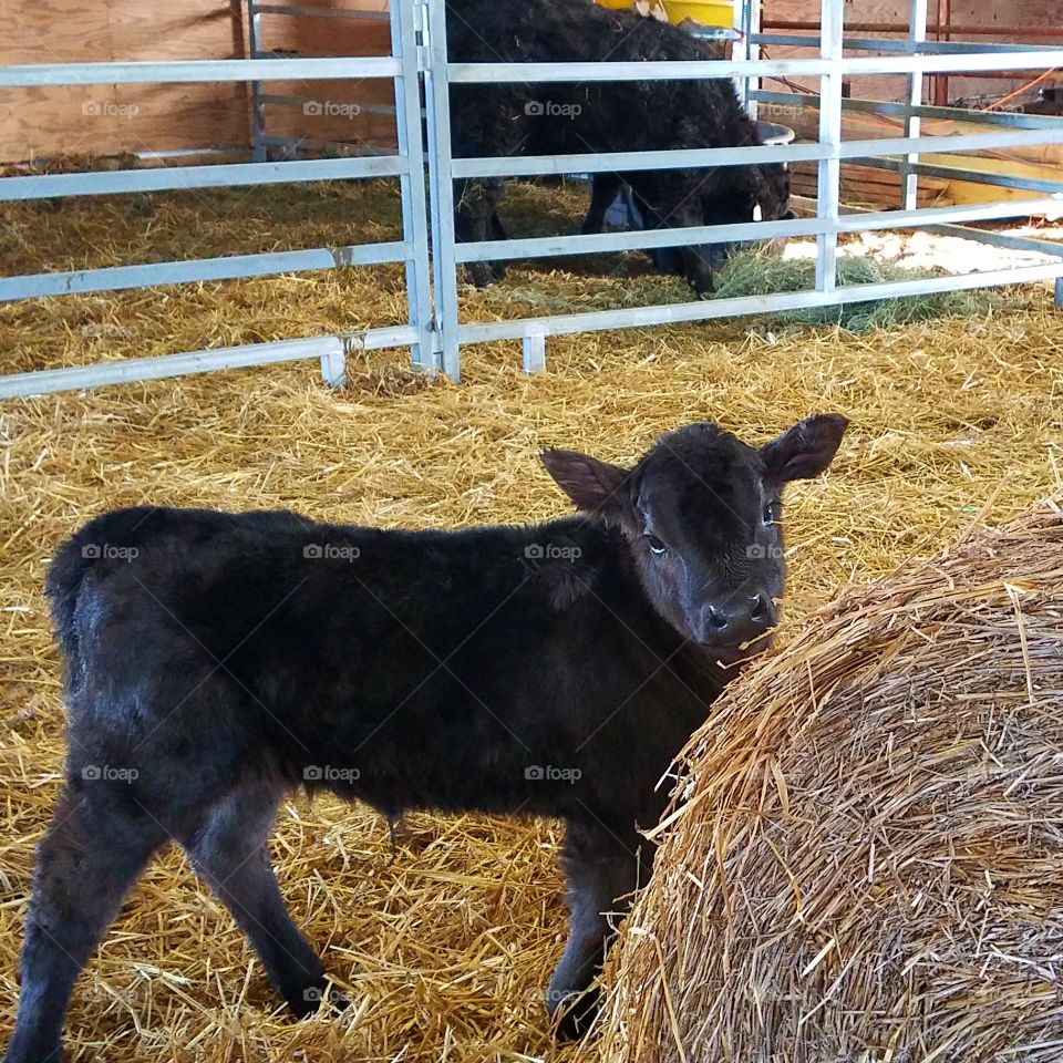 calf