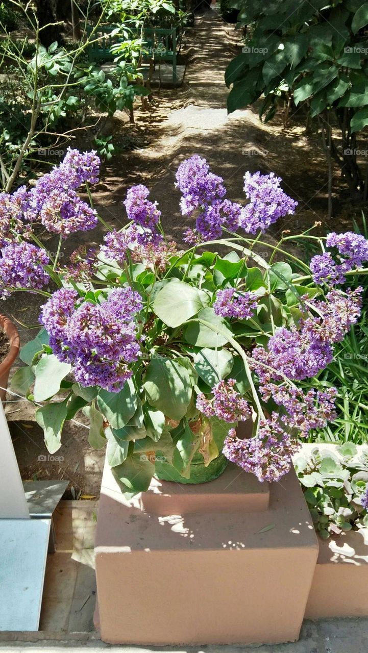 Purple flowers.