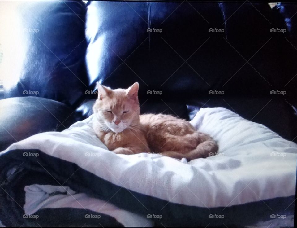 Yellow kitty laying on bed near window.