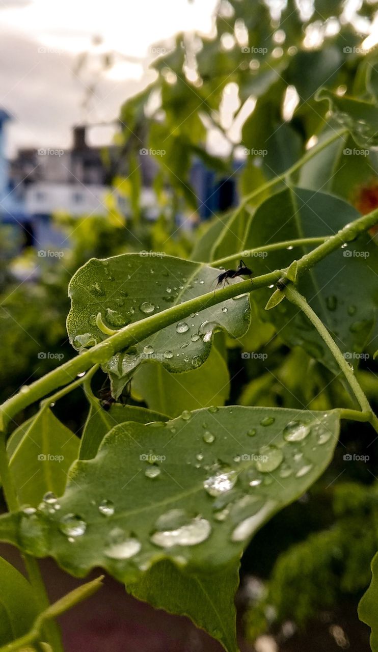 Raindrops