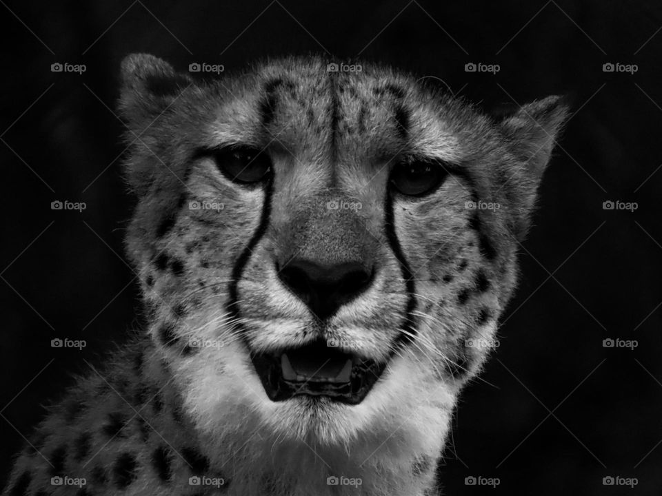 Cheetah staring at the camera lens 