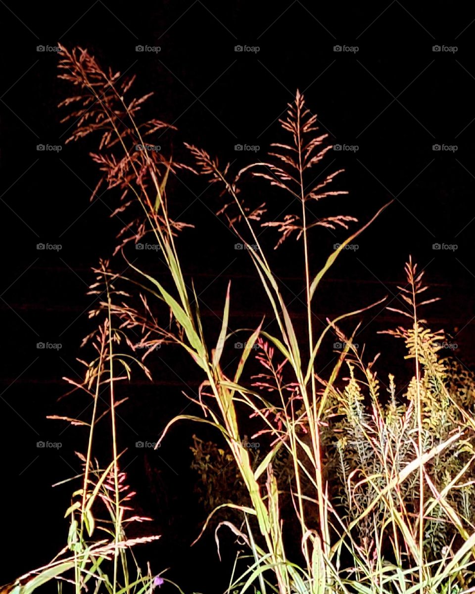 Weeds at Night