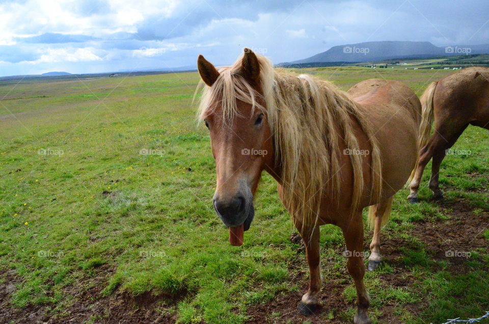 Iceland