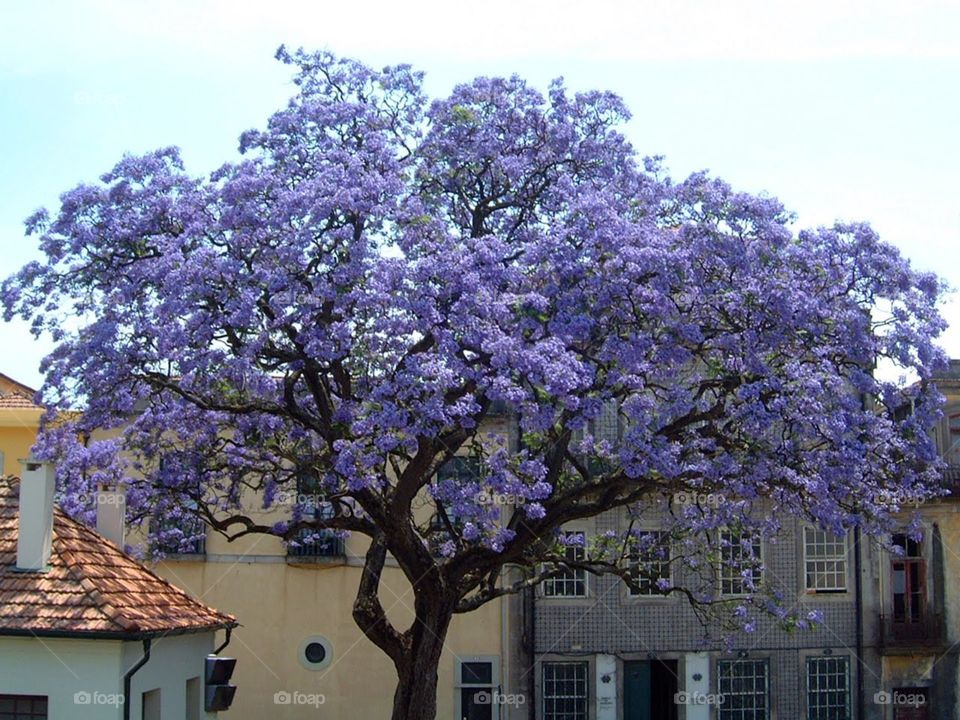 árbol violeta