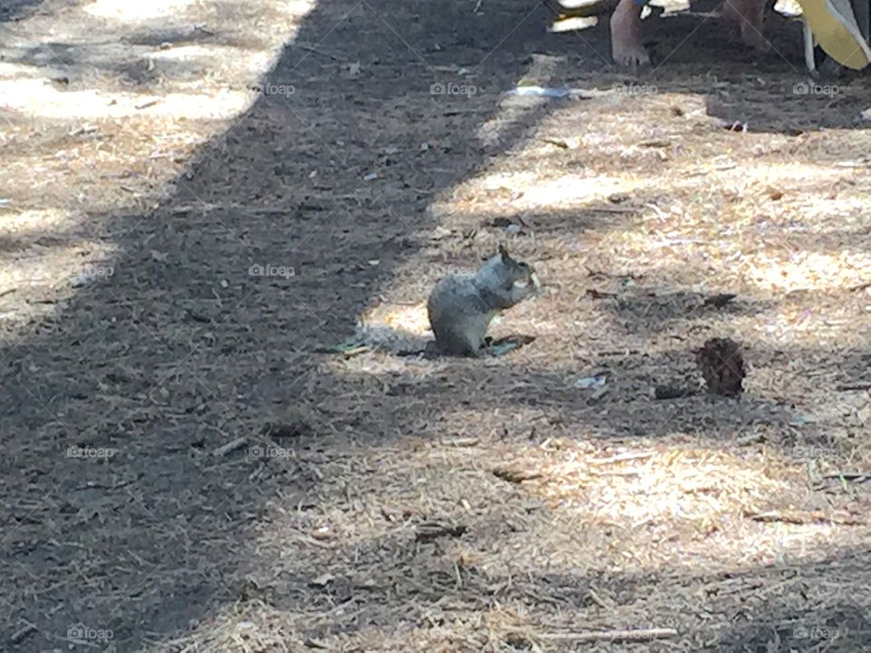 Squirrel in Yosemite 