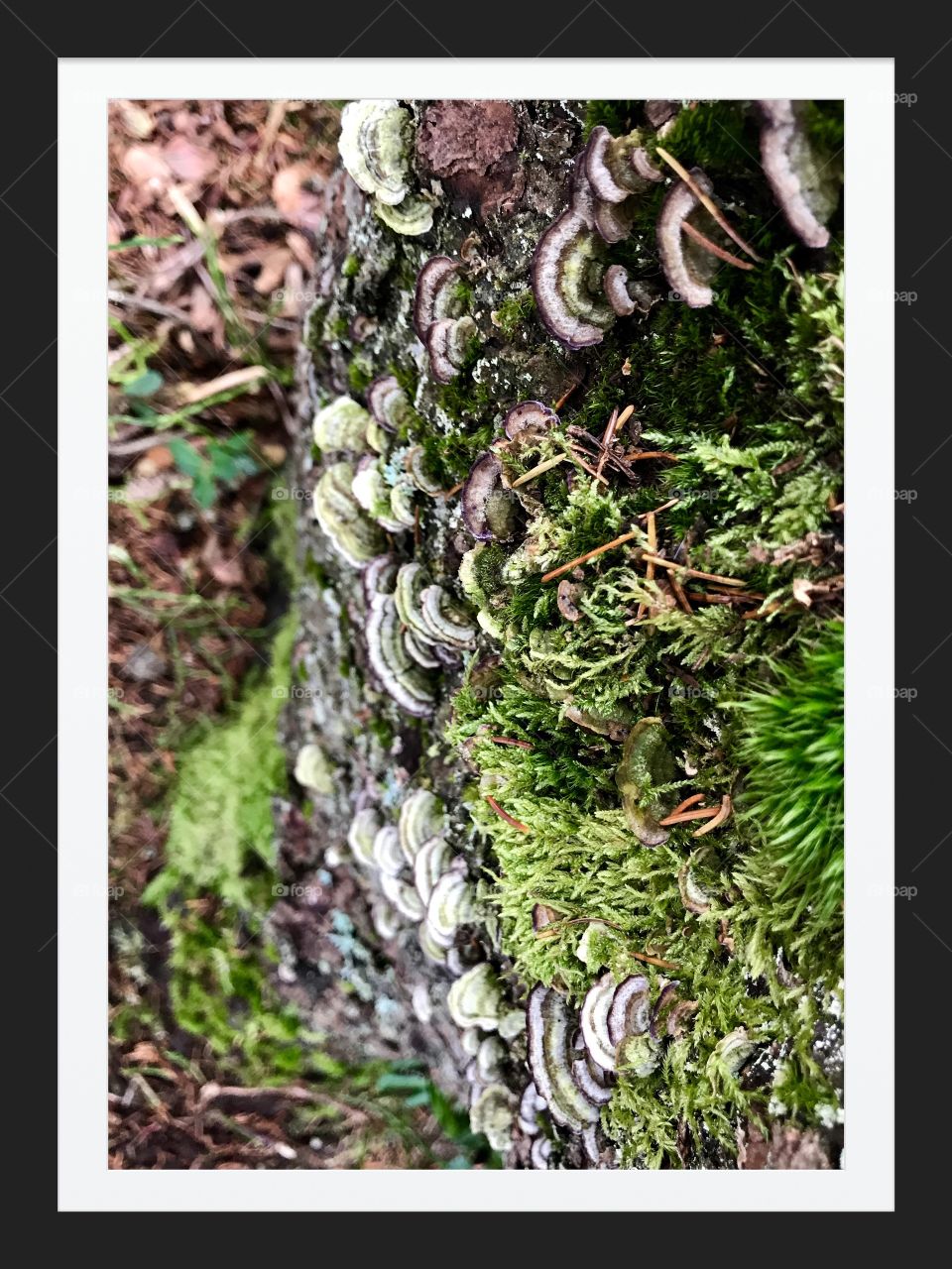 Moss and Mushroom etang des royes 