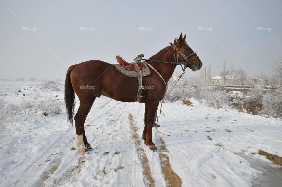 a beautiful horse, standing on the snow in the steppe, an Asian brown horse harnessed by the bridle