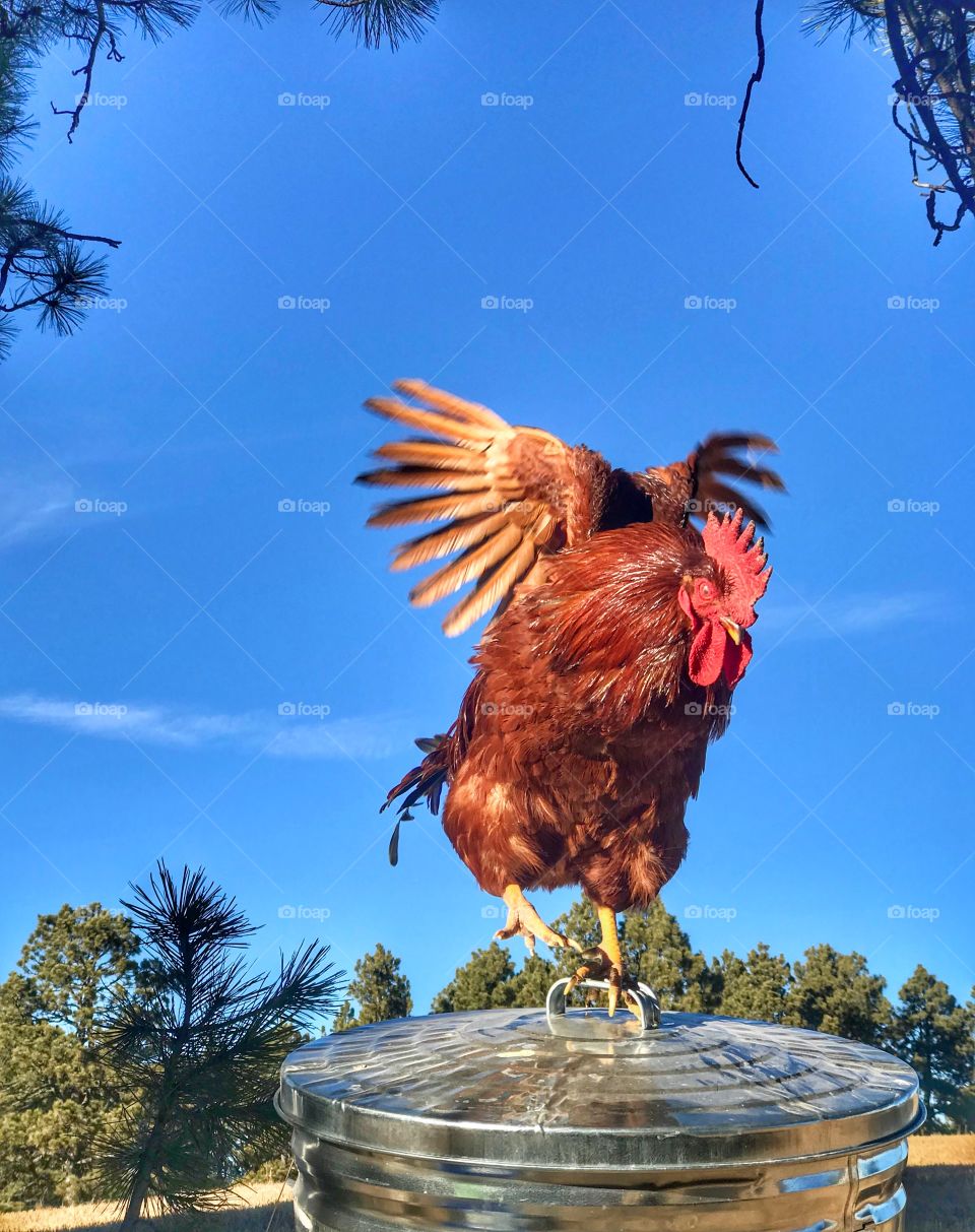 Rooster about to take flight.