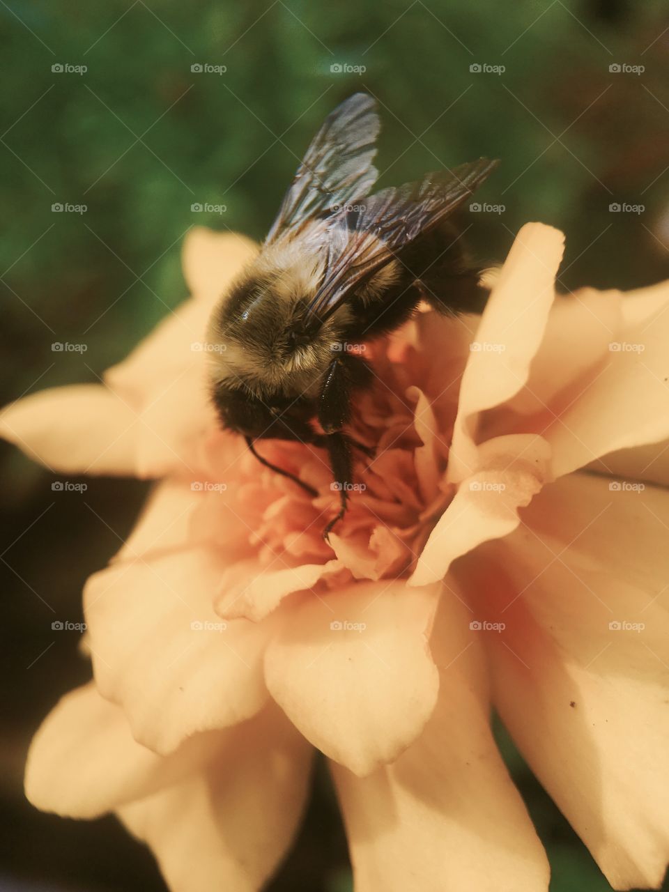 Bee pollinating on flower