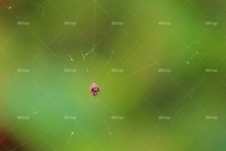 insect ( spider)